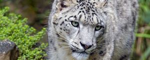 Preview wallpaper snow leopard, big cat, predator, glance, stones