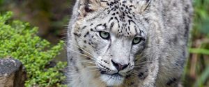 Preview wallpaper snow leopard, big cat, predator, glance, stones