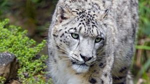 Preview wallpaper snow leopard, big cat, predator, glance, stones
