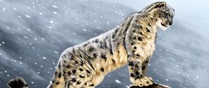 Preview wallpaper snow leopard, big cat, predator, glance, stones, art