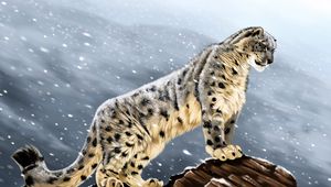 Preview wallpaper snow leopard, big cat, predator, glance, stones, art