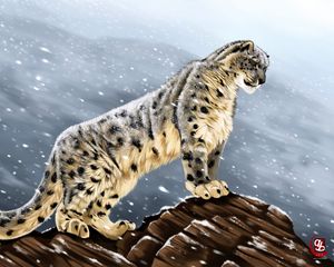 Preview wallpaper snow leopard, big cat, predator, glance, stones, art