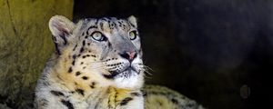 Preview wallpaper snow leopard, big cat, predator, sight, rocks