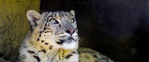 Preview wallpaper snow leopard, big cat, predator, sight, rocks