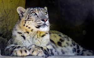 Preview wallpaper snow leopard, big cat, predator, sight, rocks