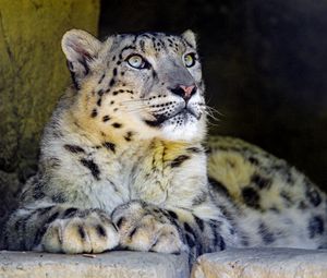 Preview wallpaper snow leopard, big cat, predator, sight, rocks