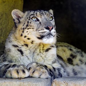 Preview wallpaper snow leopard, big cat, predator, sight, rocks