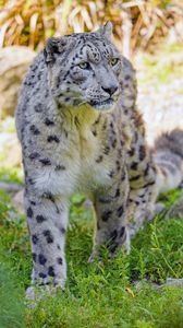 Preview wallpaper snow leopard, big cat, predator, animal, wildlife