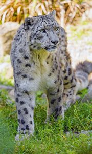 Preview wallpaper snow leopard, big cat, predator, animal, wildlife