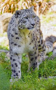 Preview wallpaper snow leopard, big cat, predator, animal, wildlife