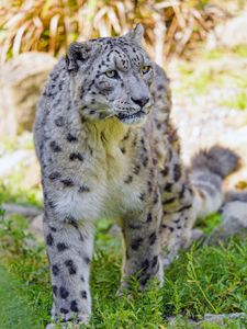 Preview wallpaper snow leopard, big cat, predator, animal, wildlife