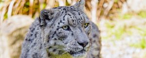 Preview wallpaper snow leopard, big cat, predator, animal, wildlife