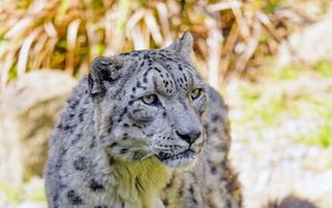 Preview wallpaper snow leopard, big cat, predator, animal, wildlife