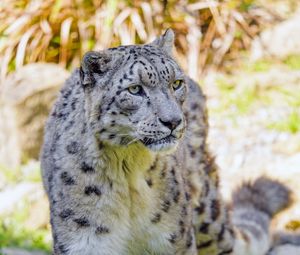 Preview wallpaper snow leopard, big cat, predator, animal, wildlife