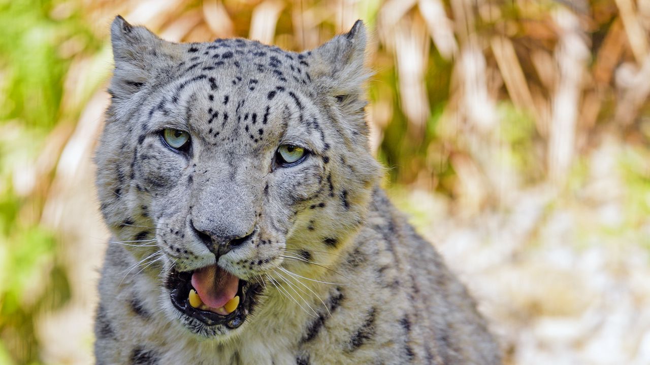Wallpaper snow leopard, big cat, predator, glance, grass