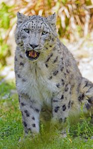 Preview wallpaper snow leopard, big cat, predator, glance, grass