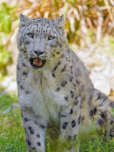 Preview wallpaper snow leopard, big cat, predator, glance, grass