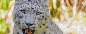 Preview wallpaper snow leopard, big cat, predator, glance, grass