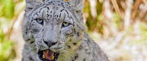 Preview wallpaper snow leopard, big cat, predator, glance, grass