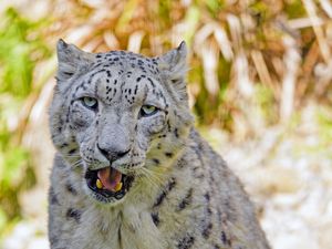 Preview wallpaper snow leopard, big cat, predator, glance, grass