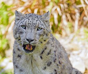 Preview wallpaper snow leopard, big cat, predator, glance, grass