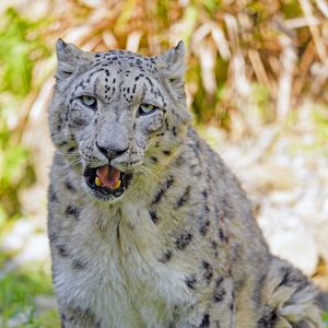 Preview wallpaper snow leopard, big cat, predator, glance, grass