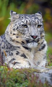 Preview wallpaper snow leopard, big cat, predator, glance, spots