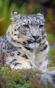 Preview wallpaper snow leopard, big cat, predator, glance, spots