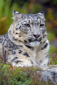 Preview wallpaper snow leopard, big cat, predator, glance, spots