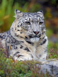 Preview wallpaper snow leopard, big cat, predator, glance, spots