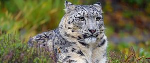 Preview wallpaper snow leopard, big cat, predator, glance, spots