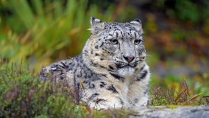 Preview wallpaper snow leopard, big cat, predator, glance, spots