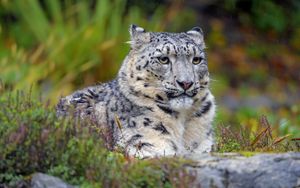 Preview wallpaper snow leopard, big cat, predator, glance, spots