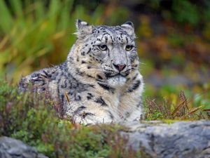 Preview wallpaper snow leopard, big cat, predator, glance, spots