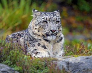 Preview wallpaper snow leopard, big cat, predator, glance, spots