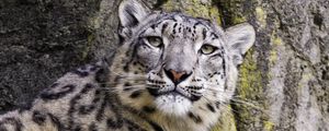 Preview wallpaper snow leopard, big cat, predator, stone