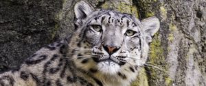 Preview wallpaper snow leopard, big cat, predator, stone