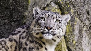 Preview wallpaper snow leopard, big cat, predator, stone