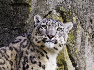 Preview wallpaper snow leopard, big cat, predator, stone