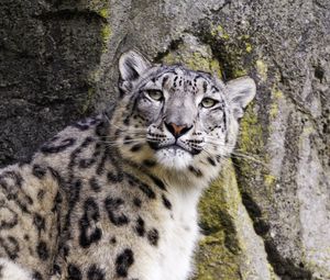 Preview wallpaper snow leopard, big cat, predator, stone