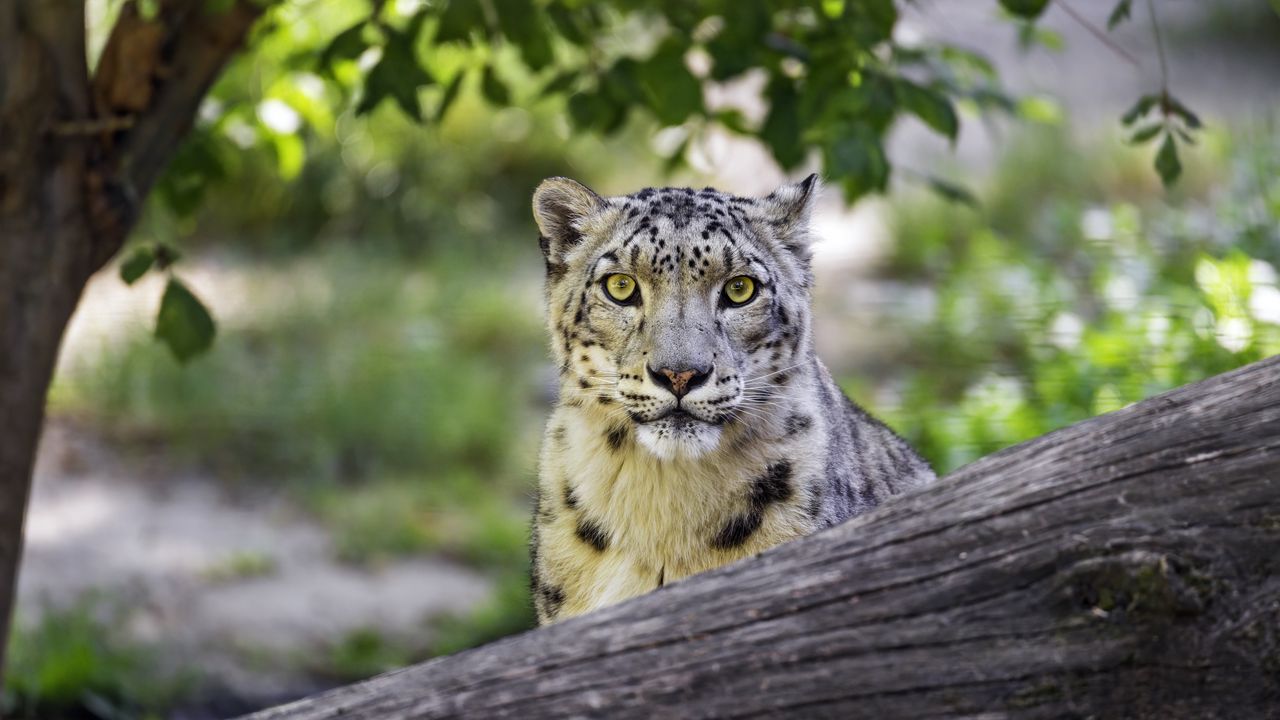 Wallpaper snow leopard, big cat, predator, log hd, picture, image
