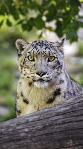 Preview wallpaper snow leopard, big cat, predator, log