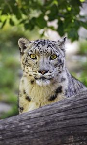 Preview wallpaper snow leopard, big cat, predator, log