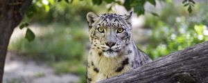 Preview wallpaper snow leopard, big cat, predator, log