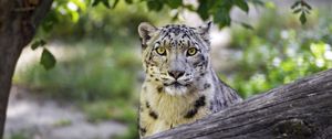 Preview wallpaper snow leopard, big cat, predator, log