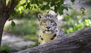 Preview wallpaper snow leopard, big cat, predator, log