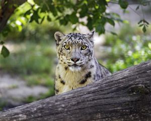 Preview wallpaper snow leopard, big cat, predator, log