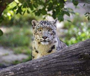 Preview wallpaper snow leopard, big cat, predator, log