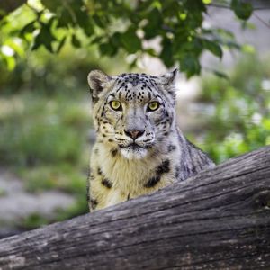 Preview wallpaper snow leopard, big cat, predator, log