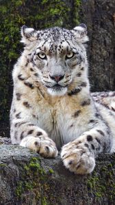 Preview wallpaper snow leopard, big cat, predator, recreation